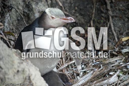 Gelbaugenpinguin (04 von 23).jpg